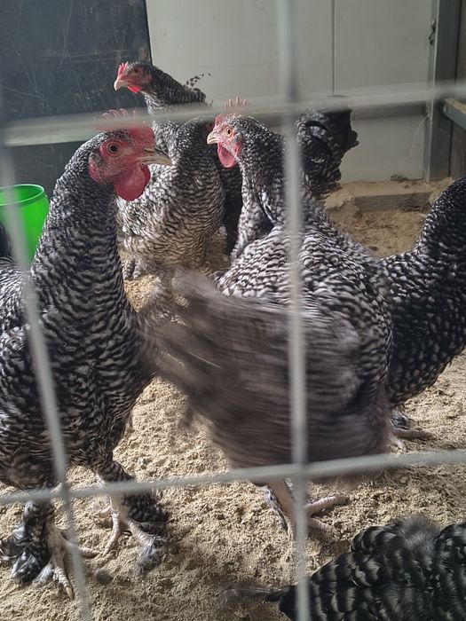 Vendo galo malines