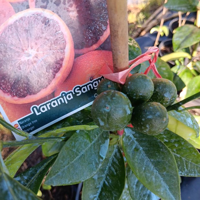 Árvores de frutos