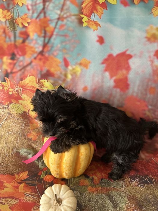 Yorkshire Terrier
