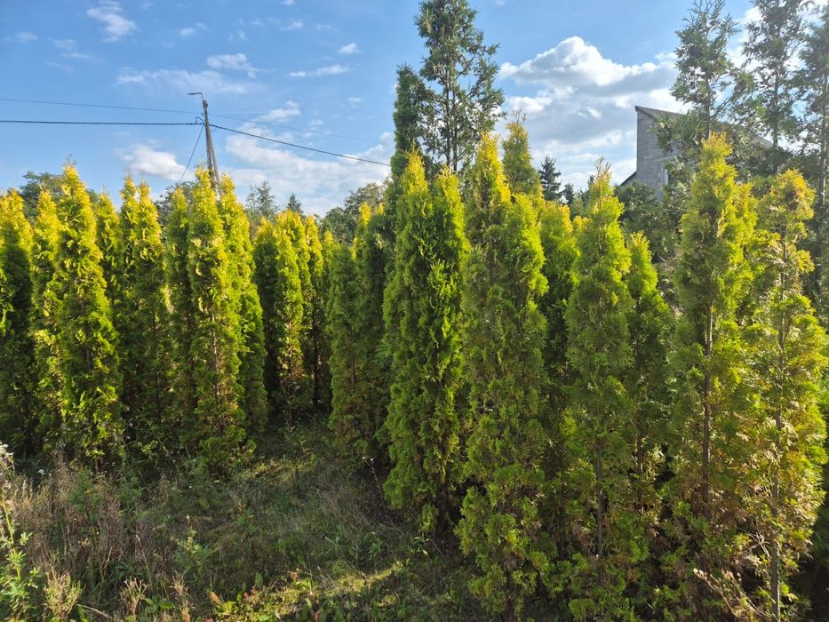 Żywotnik thuja 'Salland' 200-250 cm
