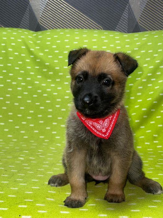 Малінуа цуценята