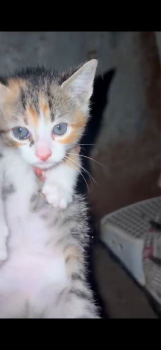 Gatinhos para adoção