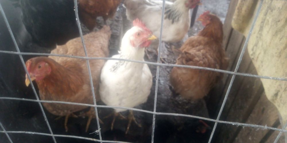 Продам кур домашних