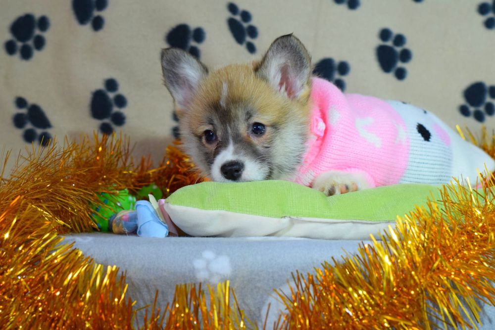 Вельш Коргі Пемброк цуценята дівчатка і хлопчик чекають на люб