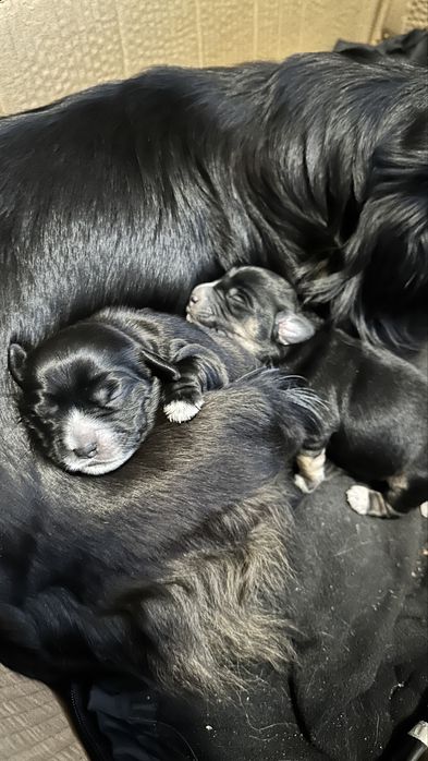Щенки маленьки 2 дівчинки