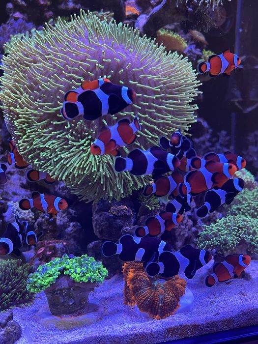 Рибка-клоун «Ocellaris» в морський акваріум