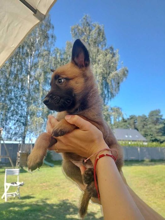 Цуценята чистокровні малінуа! Бельгійська вівчарка з документами