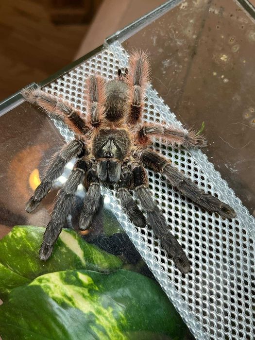 Psalmopoeus victori L1