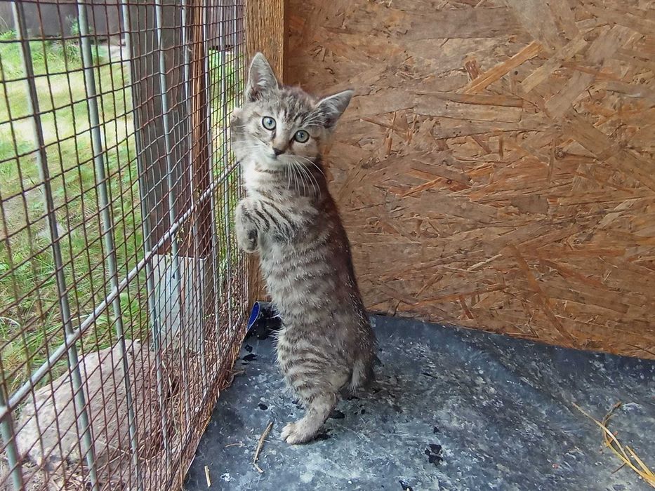 Dyzia - kotka szuka domu