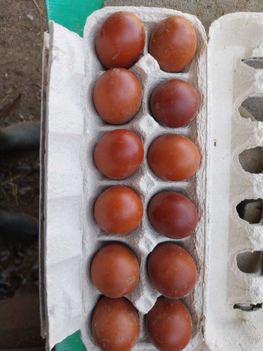 Marans, Cornich   ovos e Ovos Legorn verde