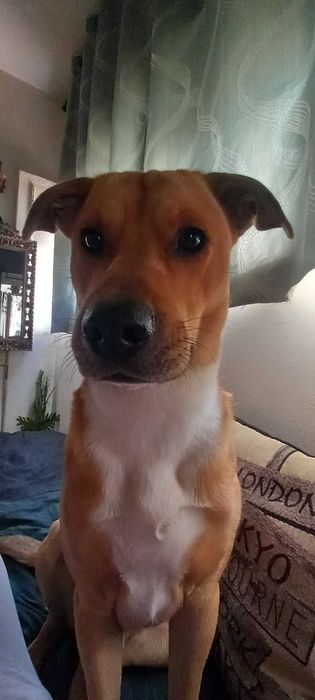 urgente da se cão com 1 e 10 meses para adoção