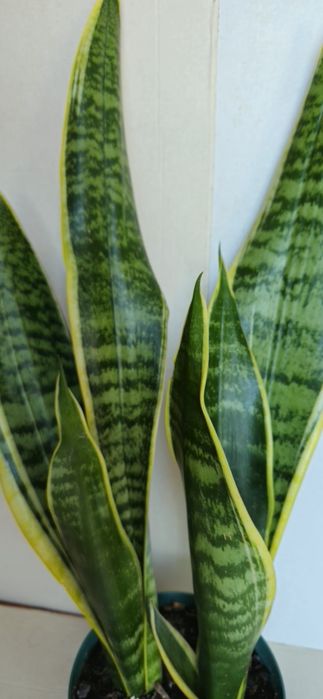 Planta Espada de São Jorge Vaso 13 cm