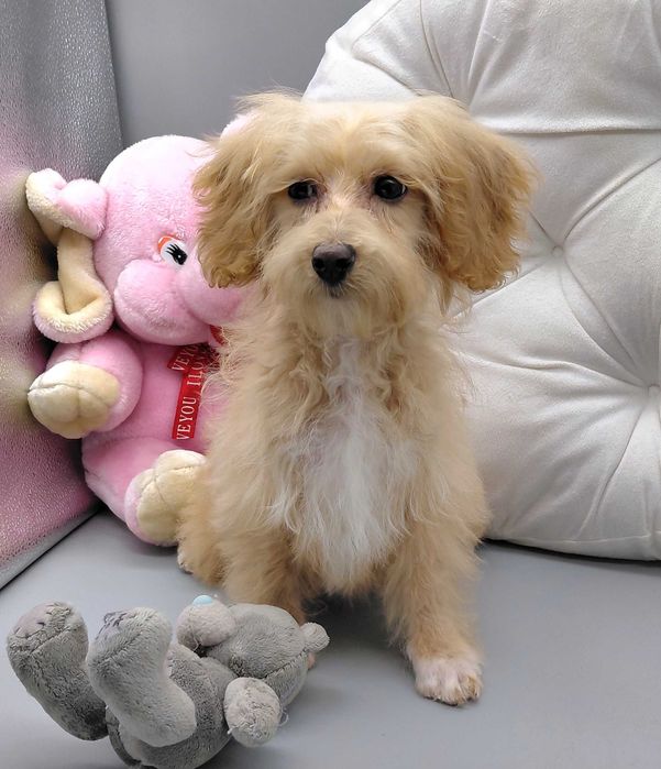 Продаються ніжні мальтіпу F1 у теплій карамельній палітрі 4міс Київ