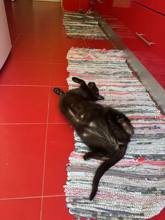 Pet sitting e Dog walking - Oeiras, Amadora e Cascais