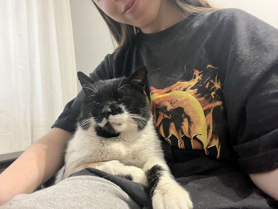 Котик шукає родину