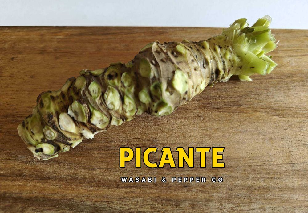 Wasabi Fresco (Rizoma Japonês) — Kit Sushi com Ralador