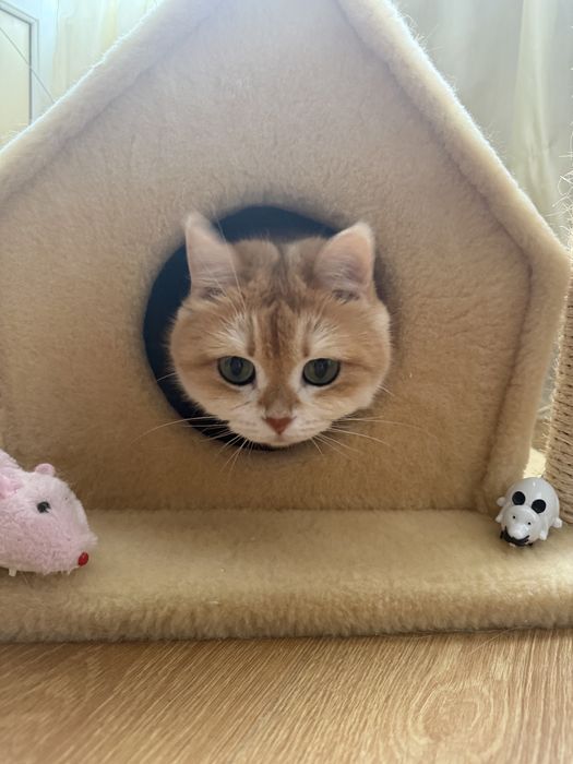 Дім для котика чи собачки маленької породи