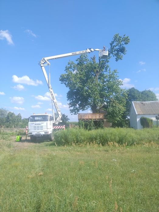 Wycinka drzew z Podnośnika koszowego