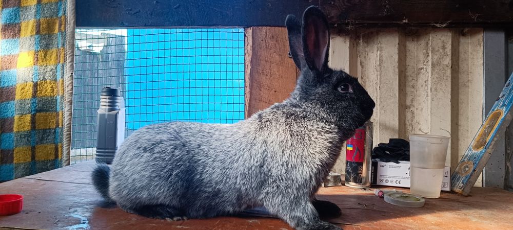 Продаж кролів Полтавське Срібло.