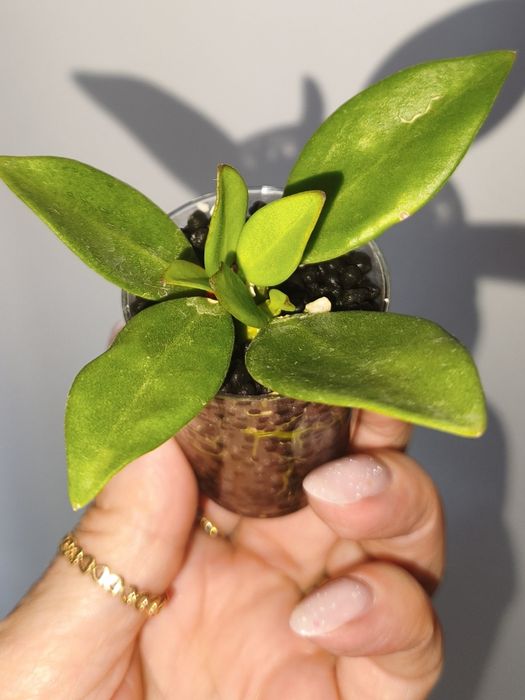 Hoya Pachyclada snow lotus