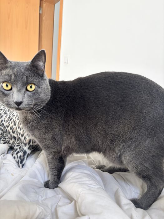 Gatinho cinzento olhos amarelos