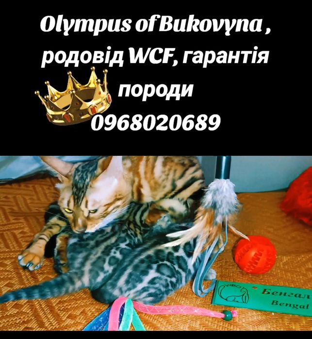 Офіційний розплідник
Документи WCF.