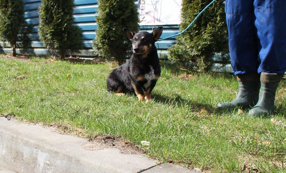 BINGO do adopcji – Schronisko Jasionka