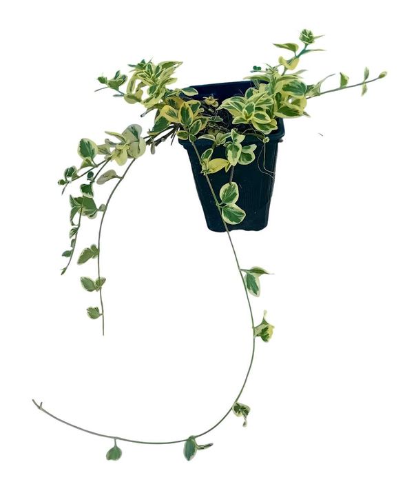 Plantas de Vinca Maior variegada ou nao variegada