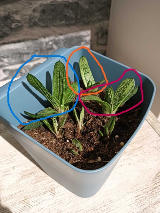 Gasteria “Little Warty” – Suculenta compacta e resistente