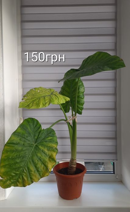 Суперціна!!! Вазони, продаж без ринок