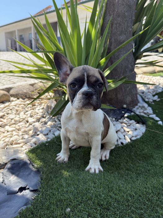 Buldogue frances  maravilhosos