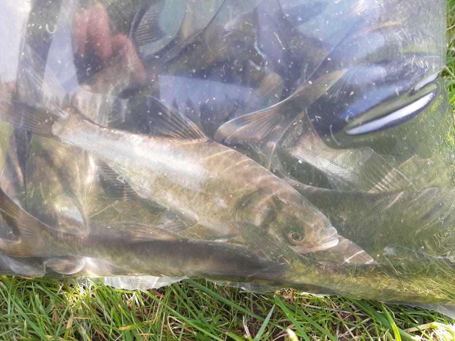 tołpygi ( czysciciel)