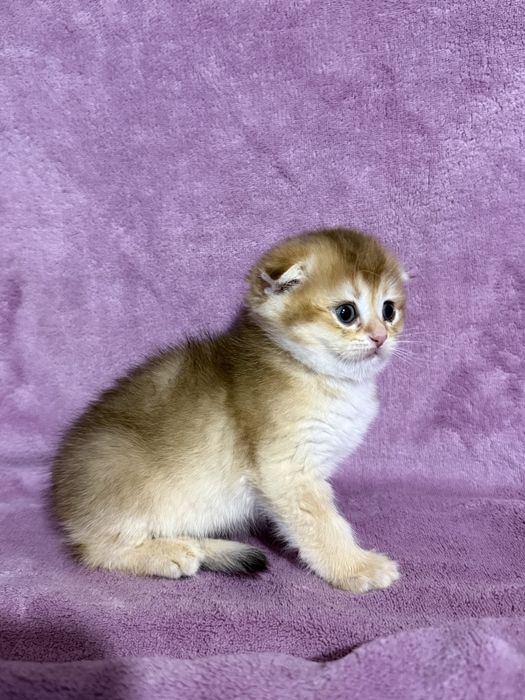 Шотландские золотые котята