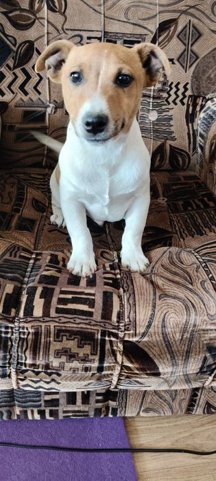 Jack Russell terriera Ur 01.15.2026