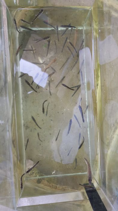 Rybki akwariowe cierniki ukleje