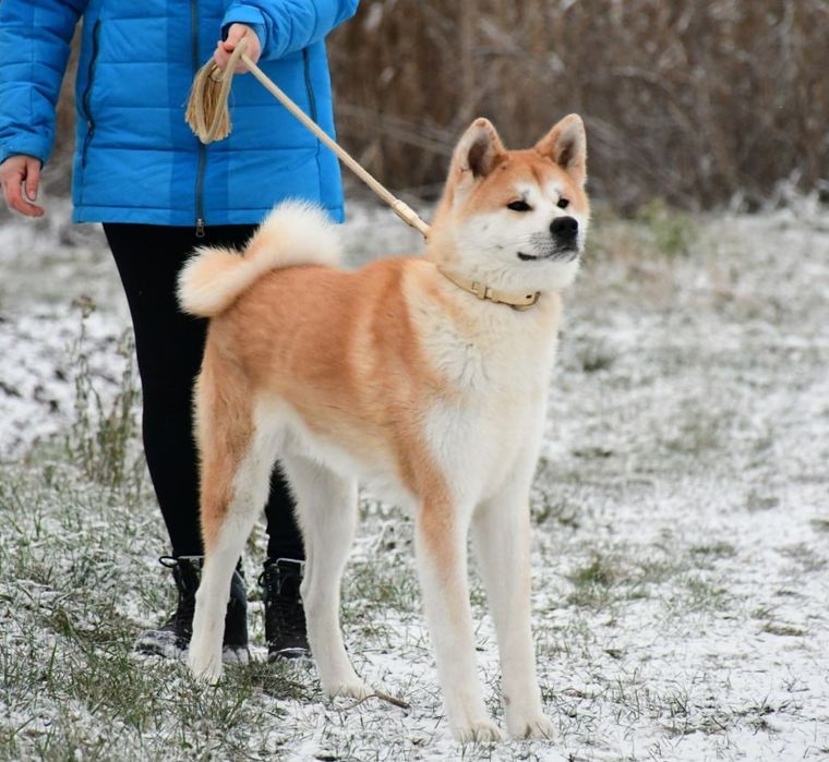 Акита ину, кобель,  Подросток.