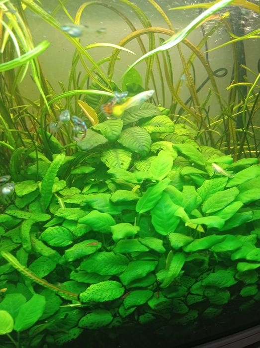 Vendo plantas Anubias