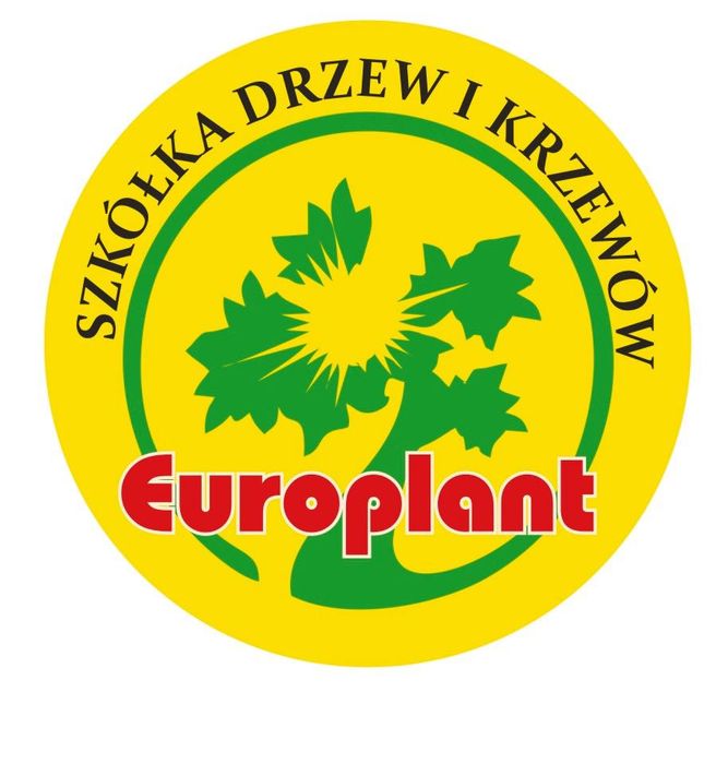 Głogownik na Pniu Wys 140 cm Cena 250 zł