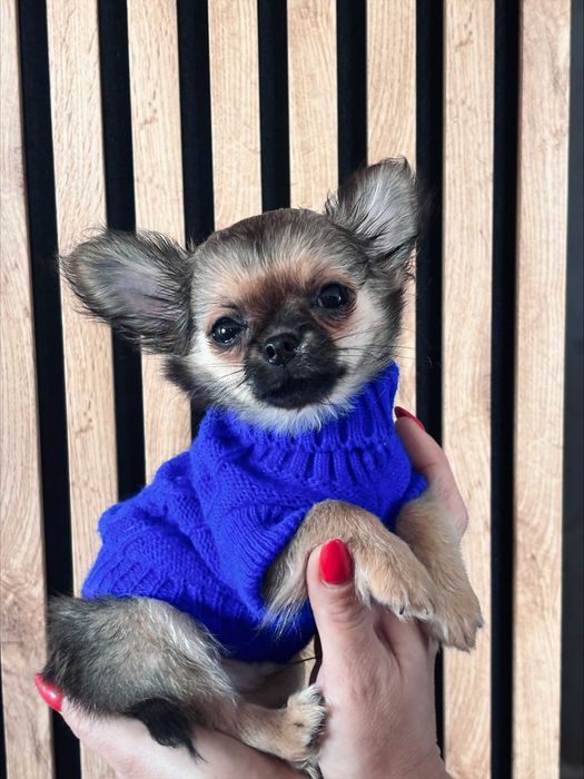 Chihuahua River Wolf's