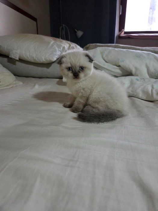 Милые умные сестрички ищут хозяев