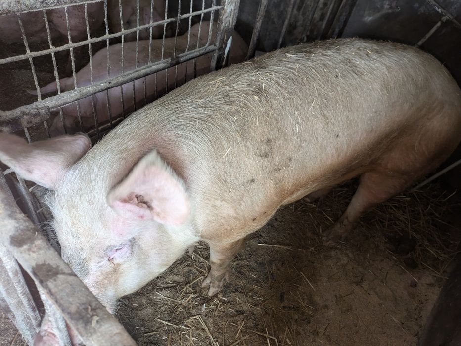 Продам робочого кнуря