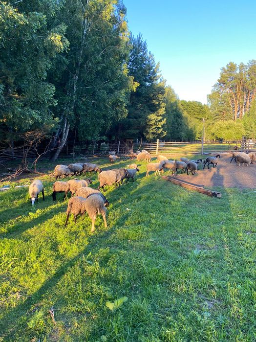 Барани та вівці для розводу
