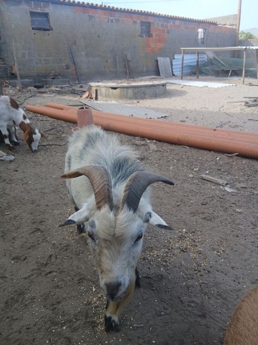 Chibo anão 2 anos