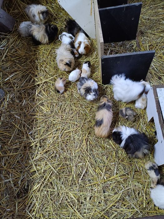 Świnki morskie rozetki długowłose