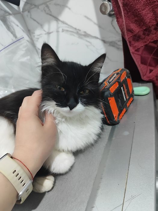 Срочно кошка в добрые руки