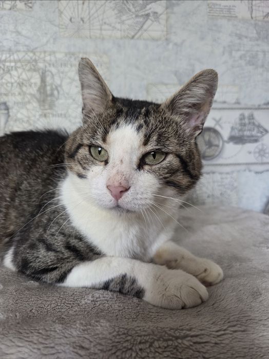 Кіт кот котик сіро-білий смугастий добрий і ласкавий шукає дім