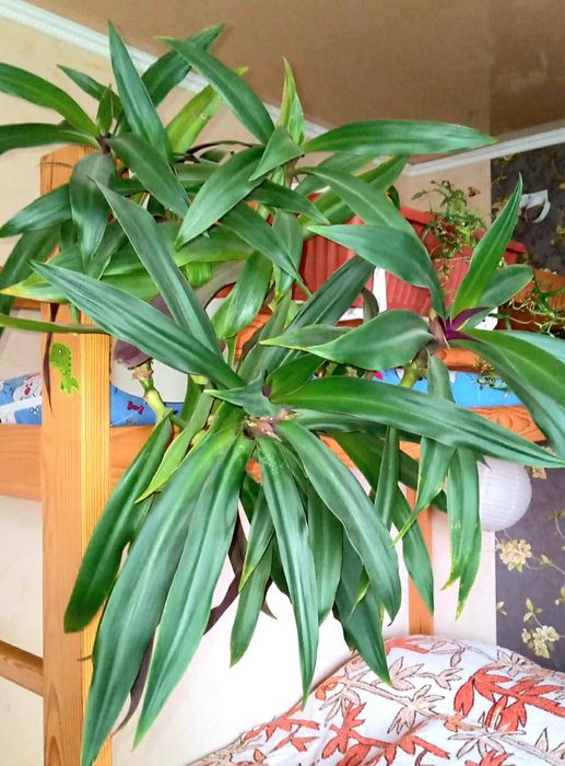 Традесканція Рео звисаюча кімнатні рослини вазон ампельний фікус Рівне