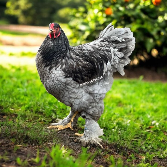 OVOS - BRAHMA ISABELLA / BRAHMA AZUL / BRAHMA PERDIZ / BRAHMA BSO