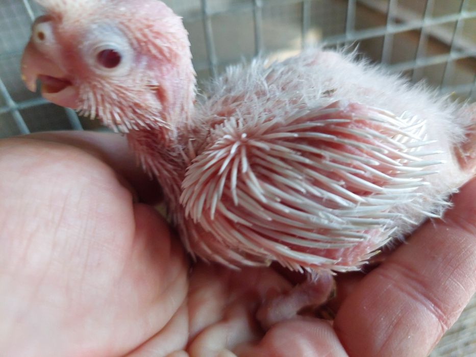 Agaponis rosicollis para acabar de criar a mão