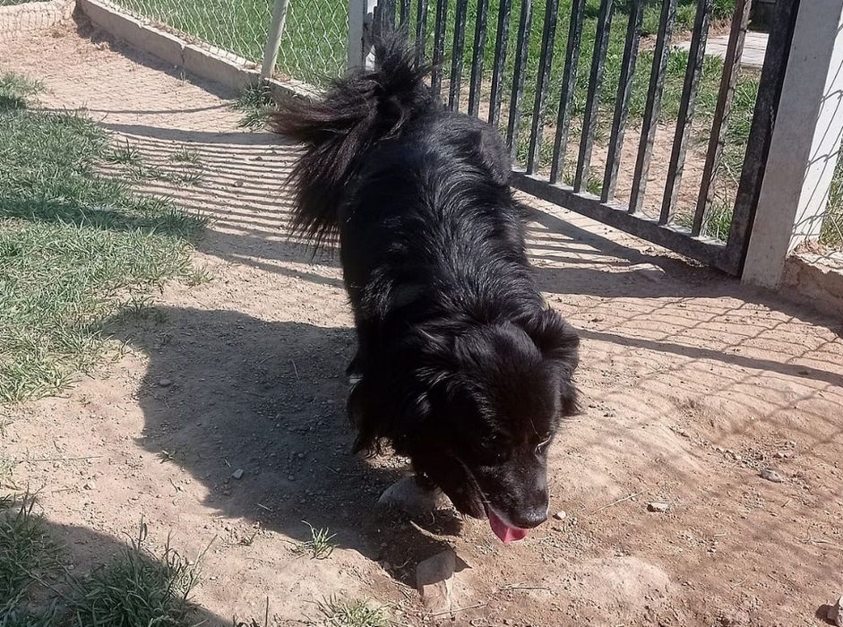 Malutki kapsel do adopcji